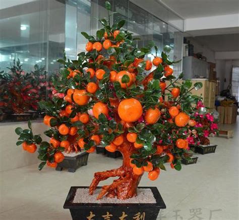 橘子樹盆栽